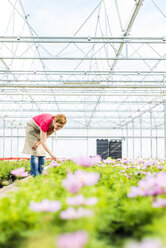 Frau in Gärtnerei, die Blumen untersucht - UUF004374