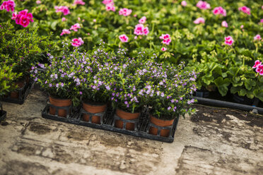 Blumen in einer Gärtnerei - UUF004388