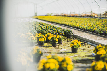 Blumen im Gewächshaus einer Gärtnerei - UUF004389