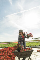 Woman in nursery putting flowers in wheelbarrow - UUF004489