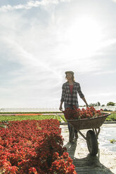 Woman in nursery pushing wheelbarrow with flowers - UUF004395