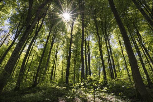 Germany, Baden-Wuerttemberg, beech forest - ELF001498