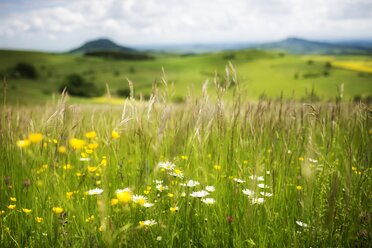 Germany, Constance district, landscape at springtime - ELF001503