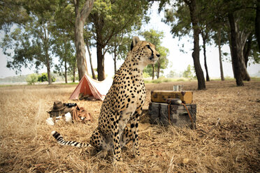 Südafrika, Gepard vor einem Zelt auf einer Wiese sitzend - TOYF000969