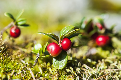 Österreich, Altenmarkt-Zauchensee, Preiselbeeren, lizenzfreies Stockfoto