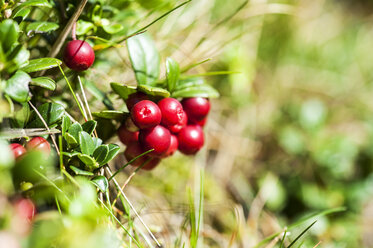 Österreich, Altenmarkt-Zauchensee, Preiselbeeren - HHF005332