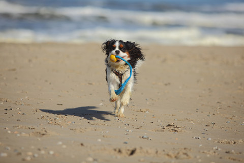Niederlande, Texel, Cavalier King Charles Spaniel apportiert Hundespielzeug am Strand, lizenzfreies Stockfoto