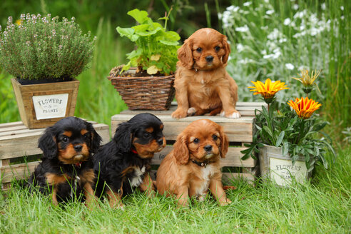 Vier Cavalier King Charles Spaniel-Welpen sitzen in einem Garten - HTF000725