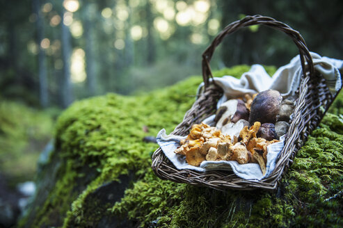 Wickerbasket of collected chanterelles and boletuses in a forest - HHF005337