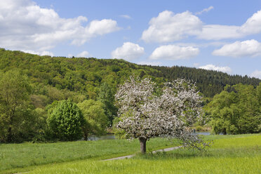 Deutschland, Bayern, Unterfranken, blühender Apfelbaum am Main - SIEF006583