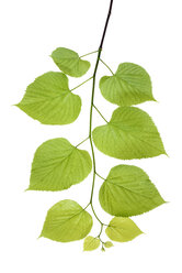 Blätter der Linde - RUEF001618