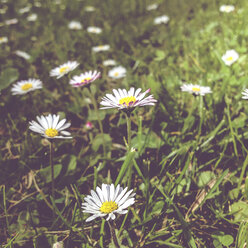 Daisies in meadow - LVF003453