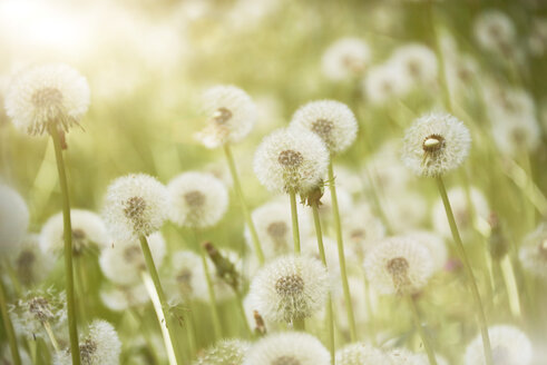 Blow balls in meadow, close up - SRSF000586