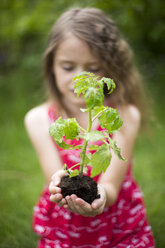 Kleines Mädchen hält eine Tomatenpflanze in ihren Händen - SARF001830