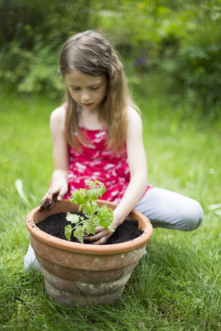 Little girl potting tomato plant in a garden stock photo