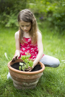 Kleines Mädchen beim Eintopfen von Tomatenpflanzen in einem Garten - SARF001831