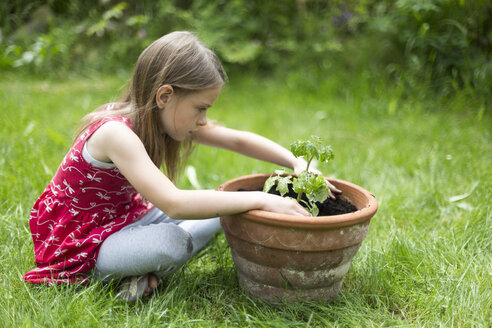 Kleines Mädchen beim Eintopfen von Tomatenpflanzen in einem Garten - SARF001832