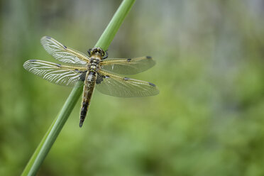 Four-spotted chaser, Libellula quadrimaculata - MJOF001002