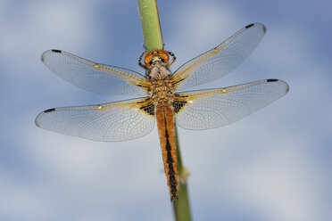 Seltene Verfolgerin, Libellula fulva - MJOF001001