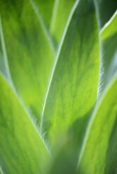 Palm leaves, close-up - GUFF000111