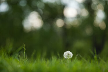 Dandelion on meadow - BZF000154