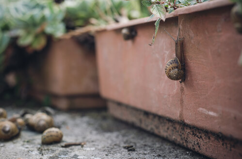 Schnecke auf einem Blumenkasten - RAEF000191