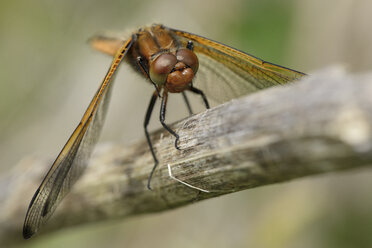 Seltene Verfolgerin, Libellula fulva - MJOF001003