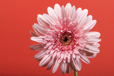 Gefüllte rosa Gerbera vor rotem Hintergrund - DEGF000425