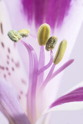 Stamen and pistils of lily - DEGF000426