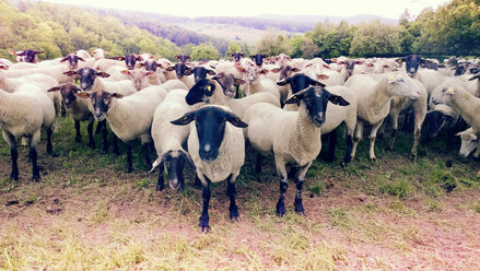 Flock of sheep, Wissembourg, Alsace, France - MAEF010606