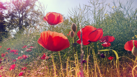 Mohnblumen, Bayern, Deutschland - MAEF010605