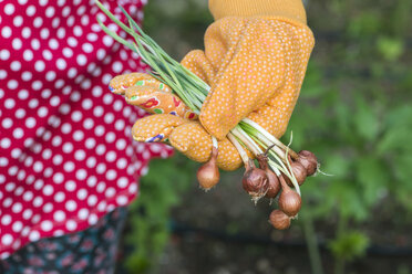 Frauenhand hält Pflanzenzwiebeln in einem Garten - DEGF000428