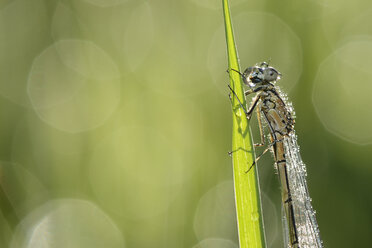 Blaue Adonislibelle hängt an einem Grashalm - MJOF001008