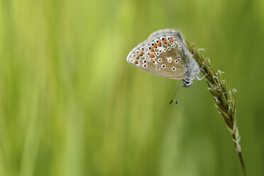 Common blue butterfly hanging head first on blade of grass - MJOF001010