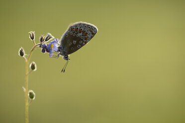 Common blue butterfly hanging head first on a blossom - MJOF001011