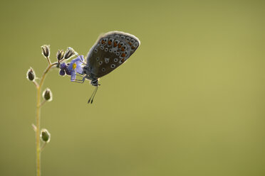 Gewöhnlicher blauer Schmetterling kopfüber an einer Blüte hängend - MJOF001011