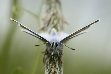 Common blue butterfly - MJOF001012