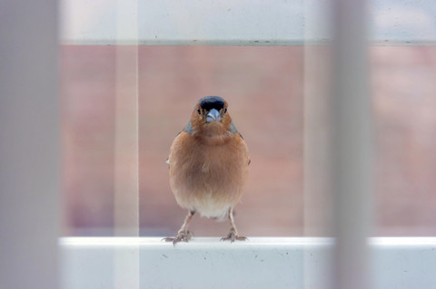 Chaffinch on a window sill stock photo