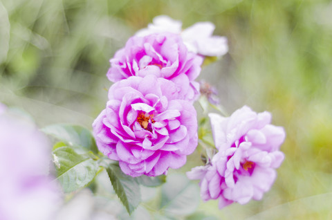 Rosa Rosenblüten, lizenzfreies Stockfoto