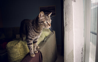 Tabby cat standing on backrest of couch looking through window - RAEF000198