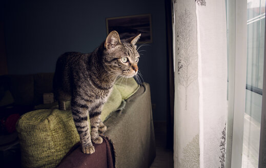 Getigerte Katze steht auf der Rückenlehne der Couch und schaut durch das Fenster - RAEF000198