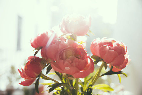 Close up of peonies stock photo