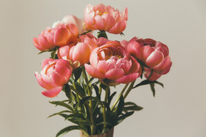 Close up of peonies - MFF001659