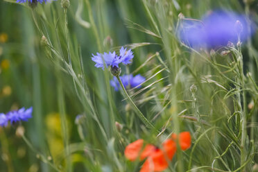 Cornflowers, close-up - JTF000669