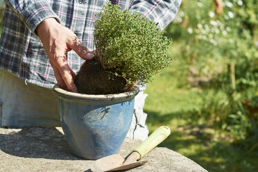Gardener planting thyme in a pot - HAWF000795