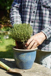 Gardener planting thyme in a pot - HAWF000796