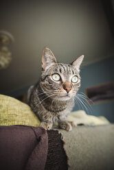 Portrait of tabby cat on backrest of a couch - RAEF000192