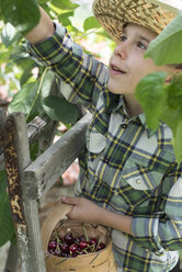 Boy harvesting Morello Cherries - DEGF000448