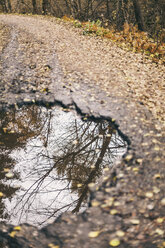 Spiegelung von Bäumen in einer Pfütze auf einer asphaltierten Straße - BZF000158