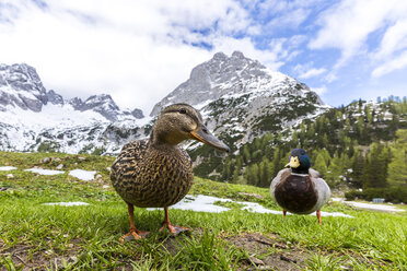 Österreich, Tirol, Wettersteingebirge, Stockentenpaar - STSF000800